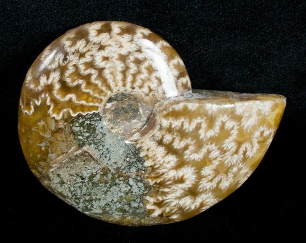 Inch Polished Ammonite From Madagascar #3668